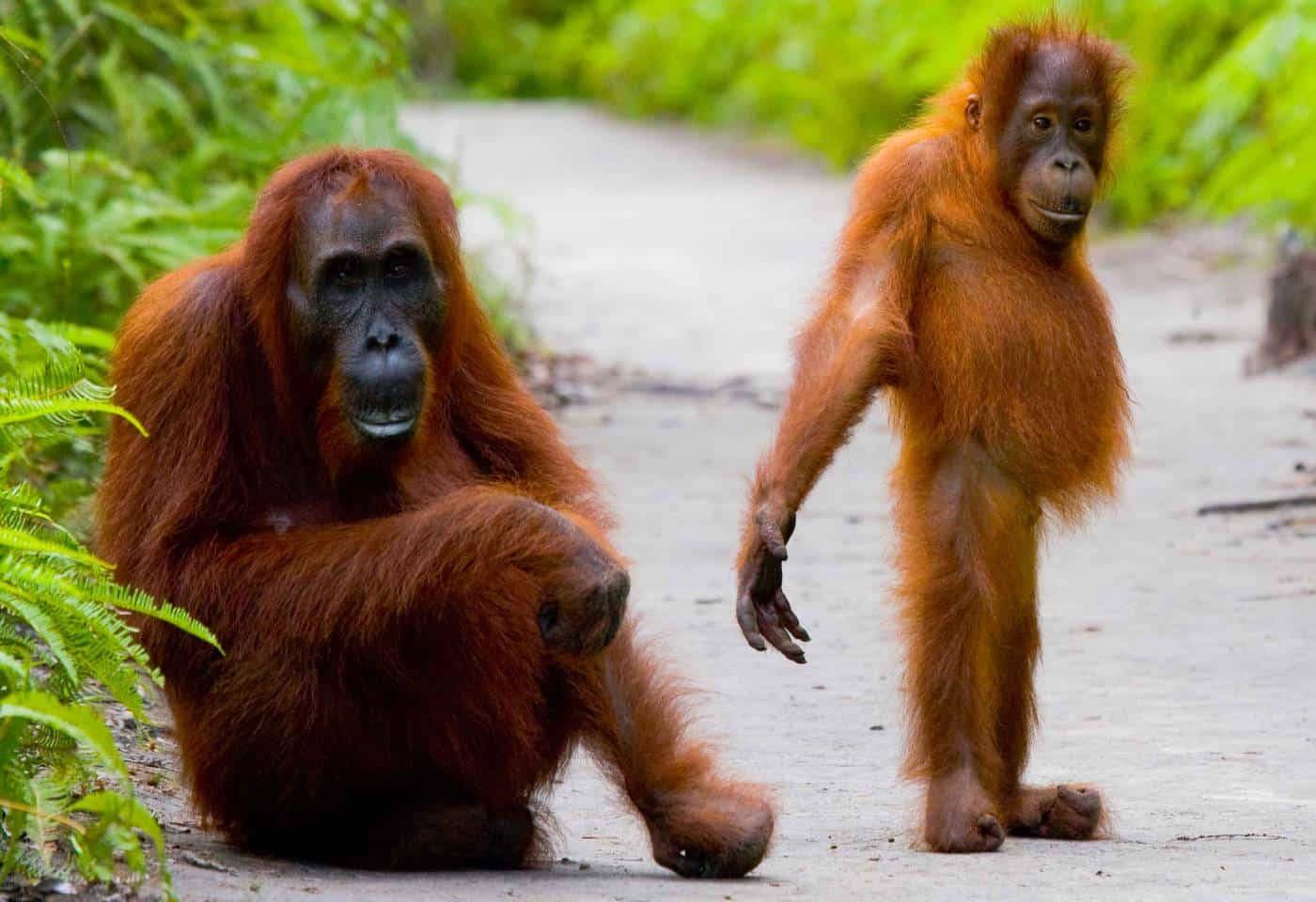 7 Amazing Orangutan Safaris Travel Magazine For A Curious